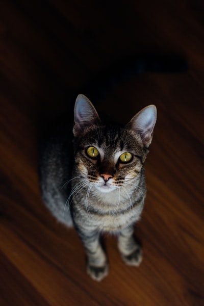 Brown silver spots on the floor of wood of the cat

